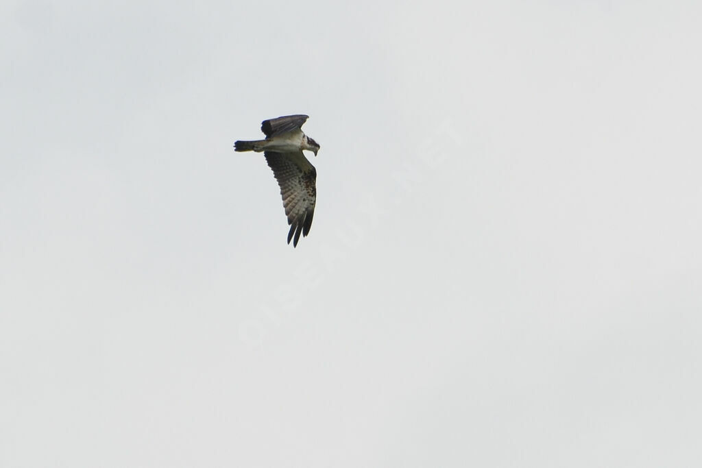 Balbuzard pêcheuradulte, Vol