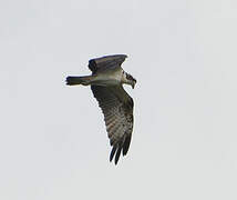 Western Osprey