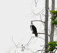 Western Osprey