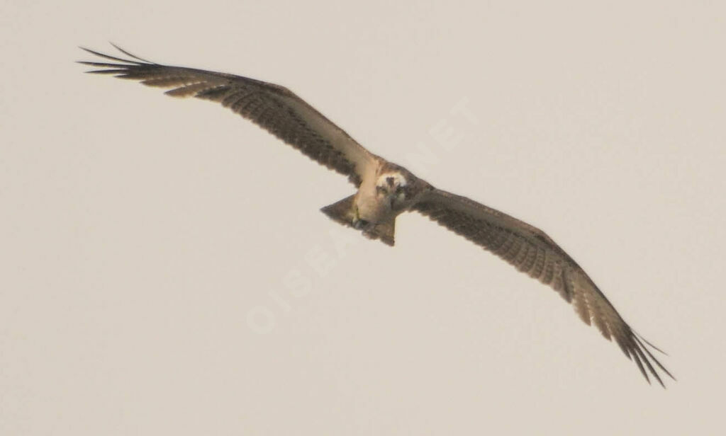 Western Ospreyadult, Flight