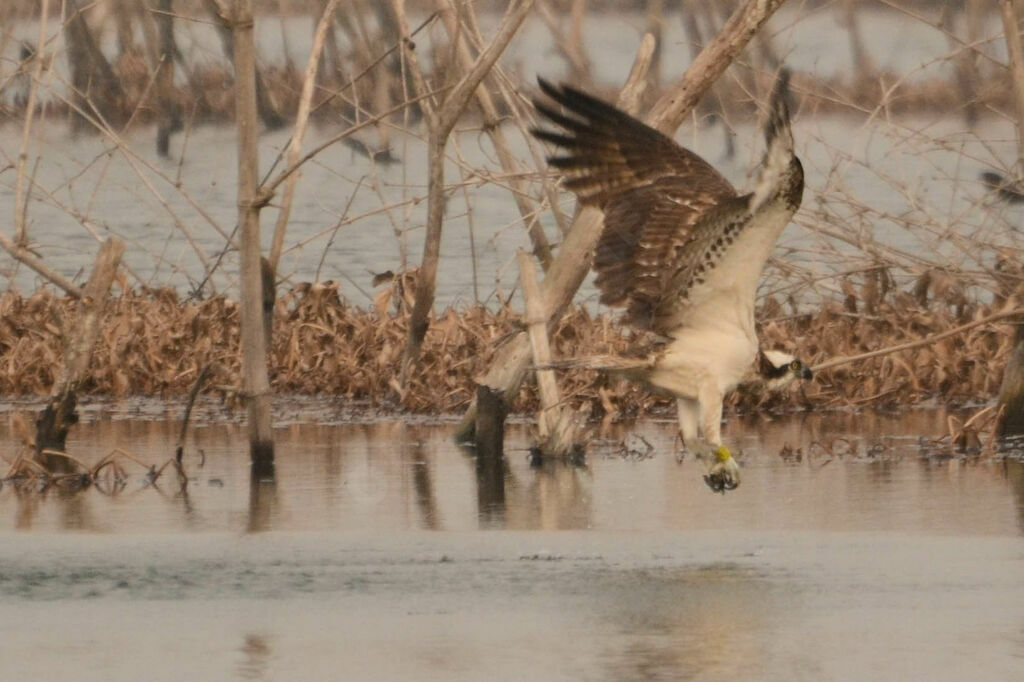 Balbuzard pêcheuradulte