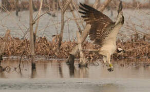 Western Osprey