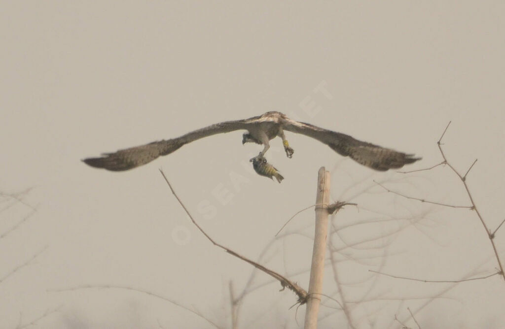 Balbuzard pêcheuradulte, régime, pêche/chasse