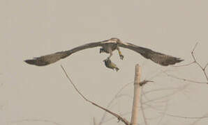 Western Osprey