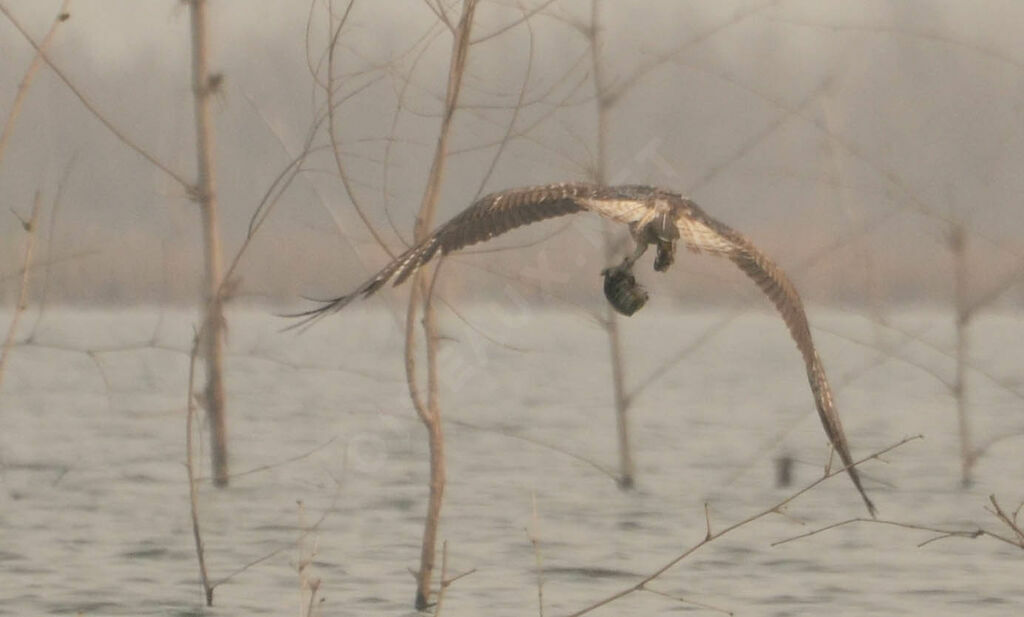 Balbuzard pêcheuradulte, pêche/chasse