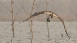 Western Osprey