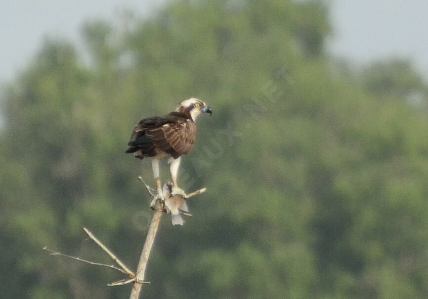 Western Osprey