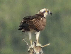 Western Osprey