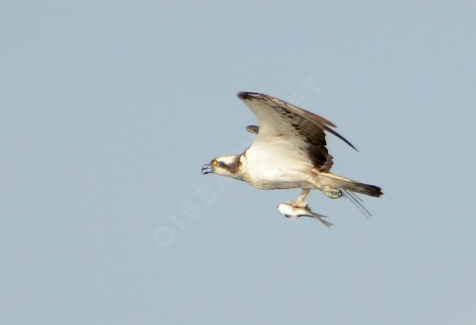 Western Osprey