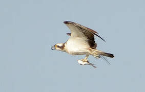 Western Osprey