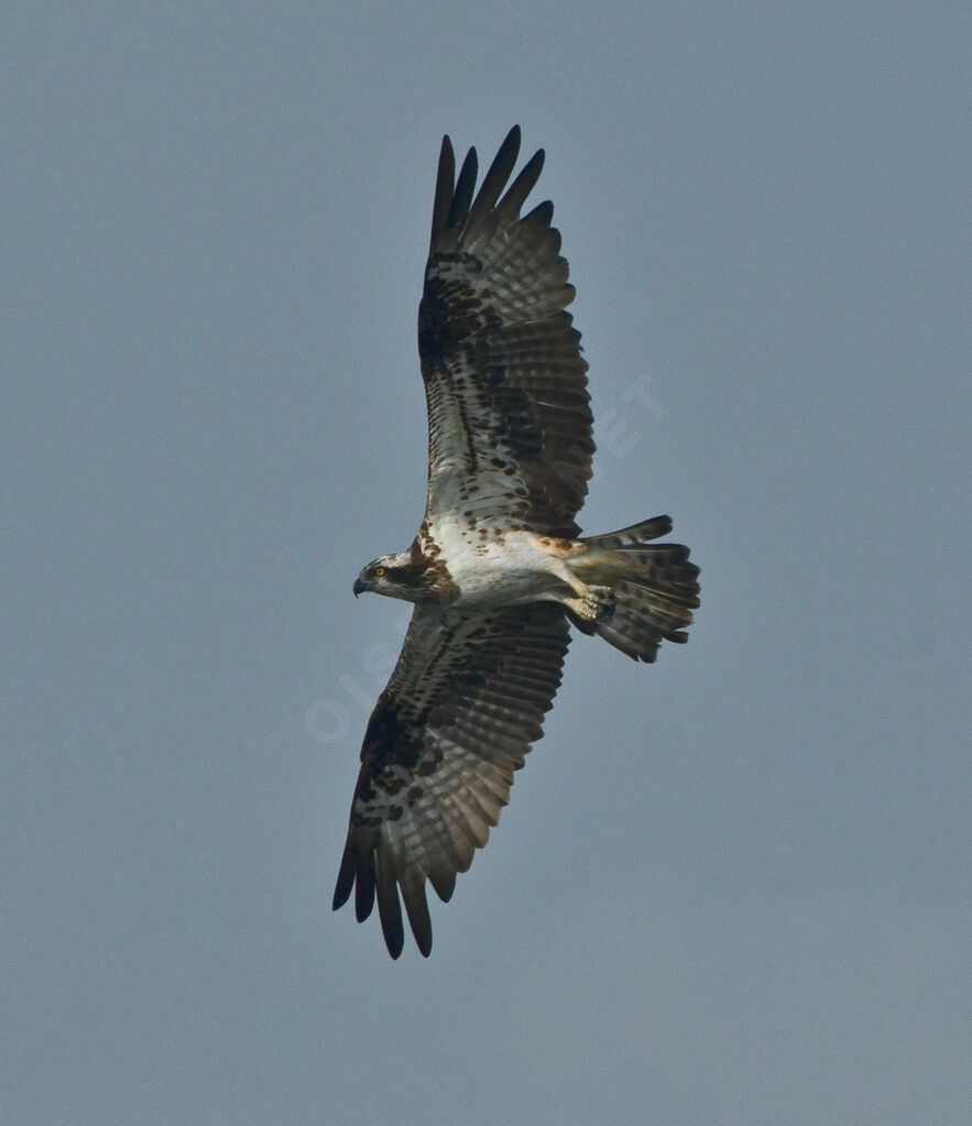 Western Ospreyadult, identification