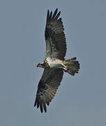 Western Osprey