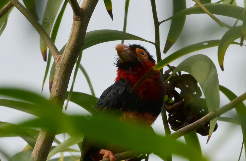 Bearded Barbet