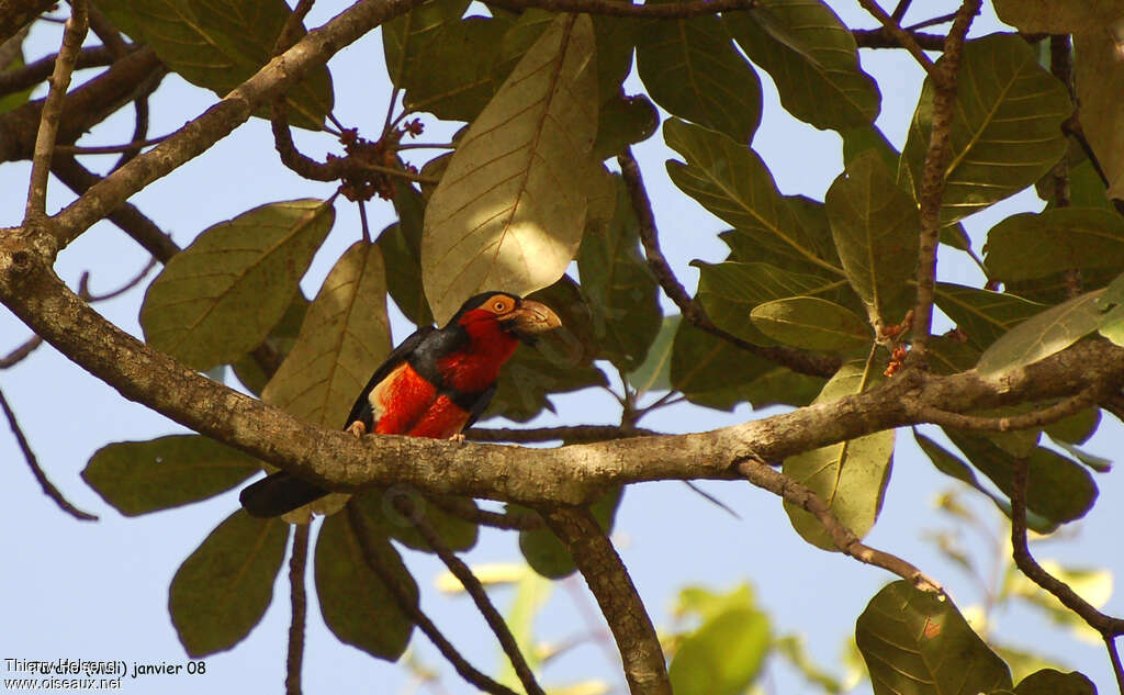 Bearded Barbetadult, habitat