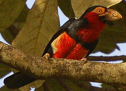 Bearded Barbet