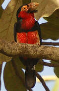 Bearded Barbet