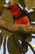 Bearded Barbet