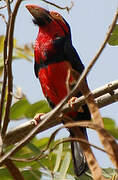 Bearded Barbet