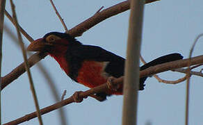 Bearded Barbet