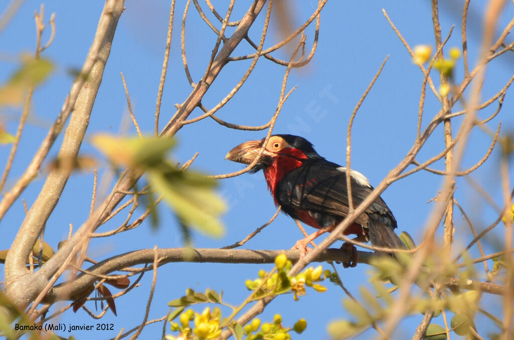 Bearded Barbet