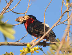 Bearded Barbet