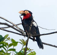 Bearded Barbet