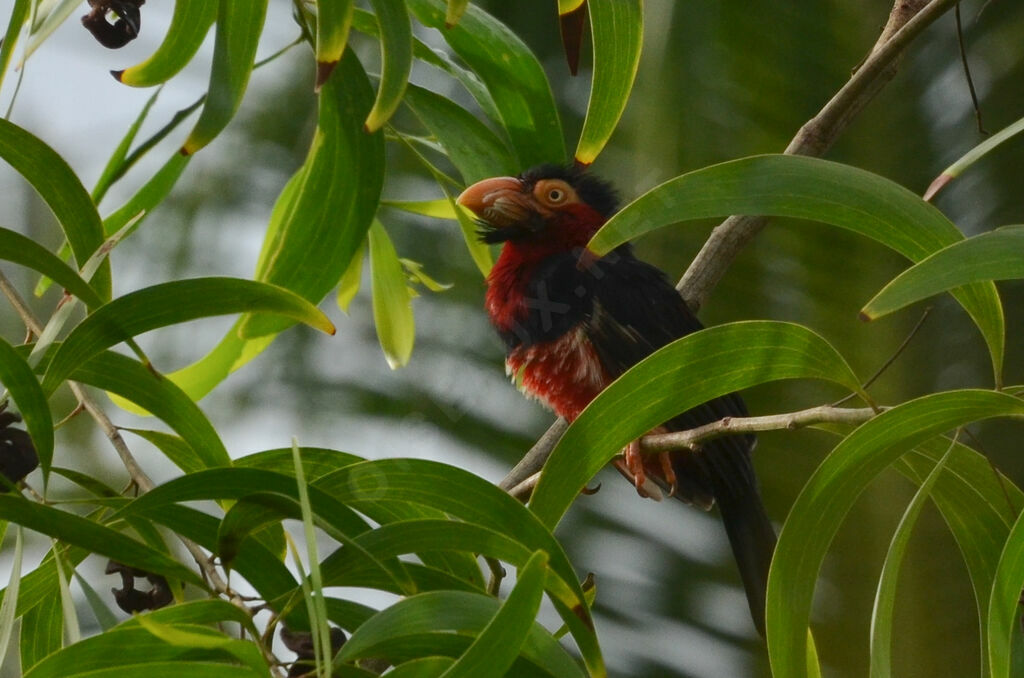 Bearded Barbetadult, identification