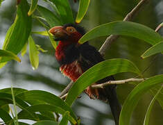 Bearded Barbet