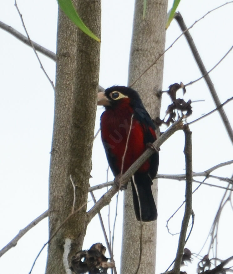 Double-toothed Barbetadult