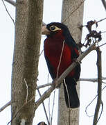 Double-toothed Barbet