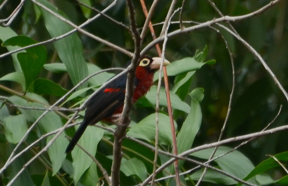 Double-toothed Barbetadult, identification