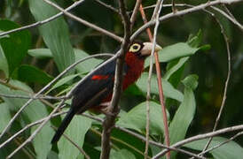 Double-toothed Barbet