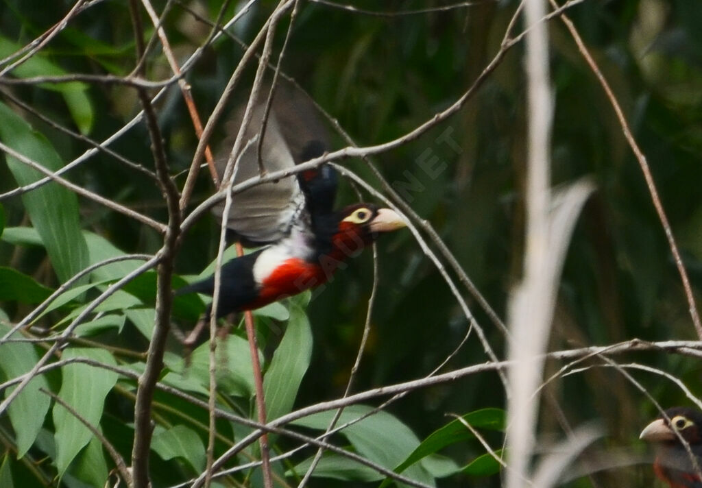 Double-toothed Barbetadult, Flight