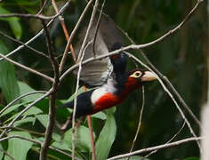 Double-toothed Barbet