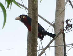 Double-toothed Barbet