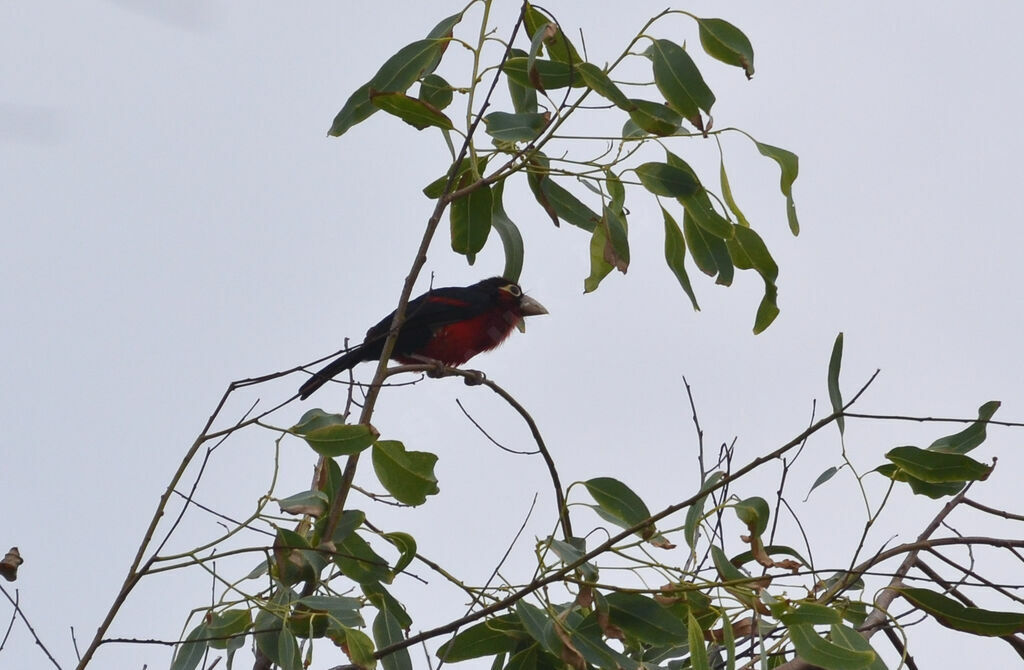 Double-toothed Barbetadult