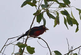 Double-toothed Barbet