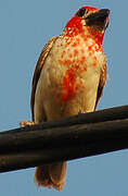 Vieillot's Barbet