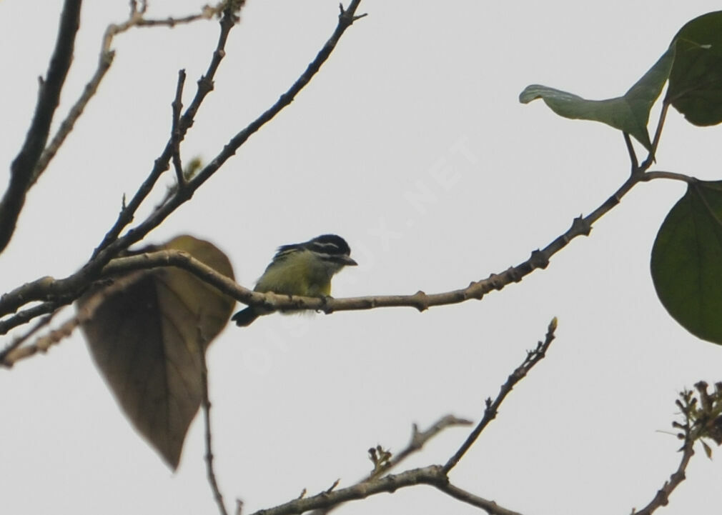 Yellow-rumped Tinkerbirdadult