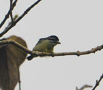 Yellow-rumped Tinkerbird