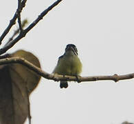 Yellow-rumped Tinkerbird