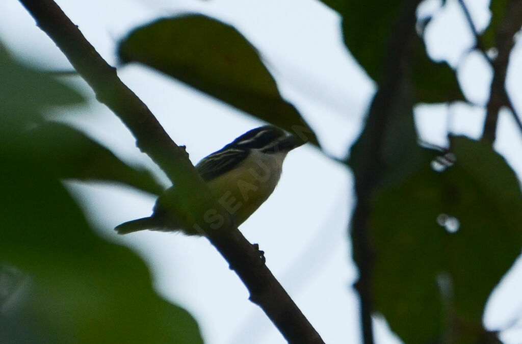 Yellow-rumped Tinkerbirdadult