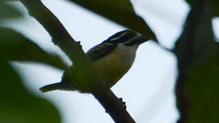 Yellow-rumped Tinkerbird