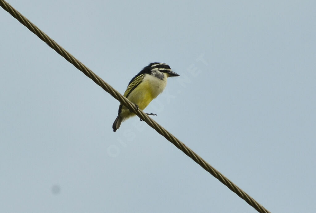 Yellow-rumped Tinkerbird