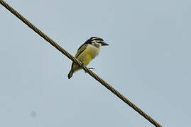 Yellow-rumped Tinkerbird