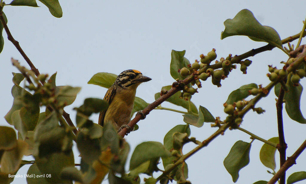 Yellow-fronted Tinkerbirdadult