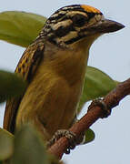 Yellow-fronted Tinkerbird