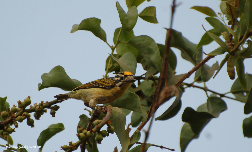 Yellow-fronted Tinkerbirdadult