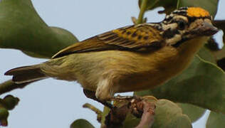 Yellow-fronted Tinkerbird