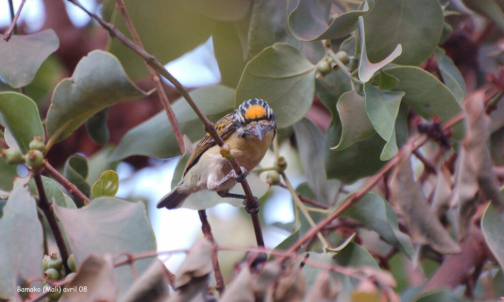 Yellow-fronted Tinkerbird